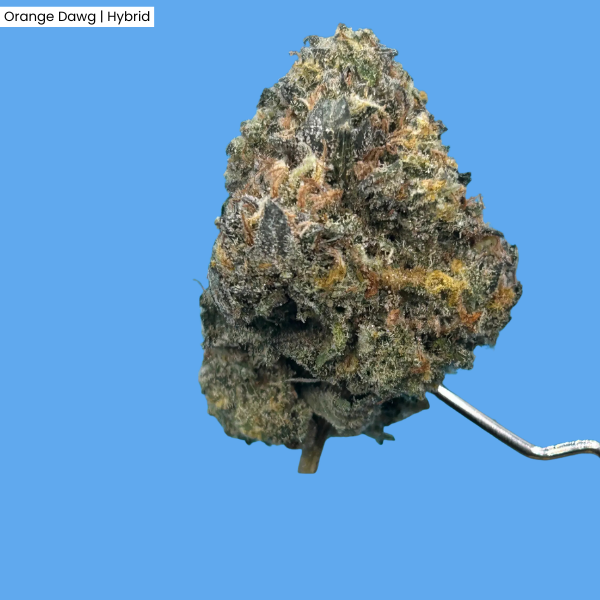 Orange Dog  Product.png