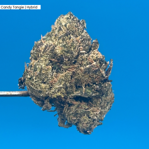 Candy Tangie _ Product.png