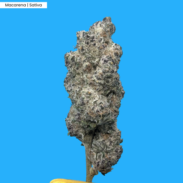 Macarena _ Product.png