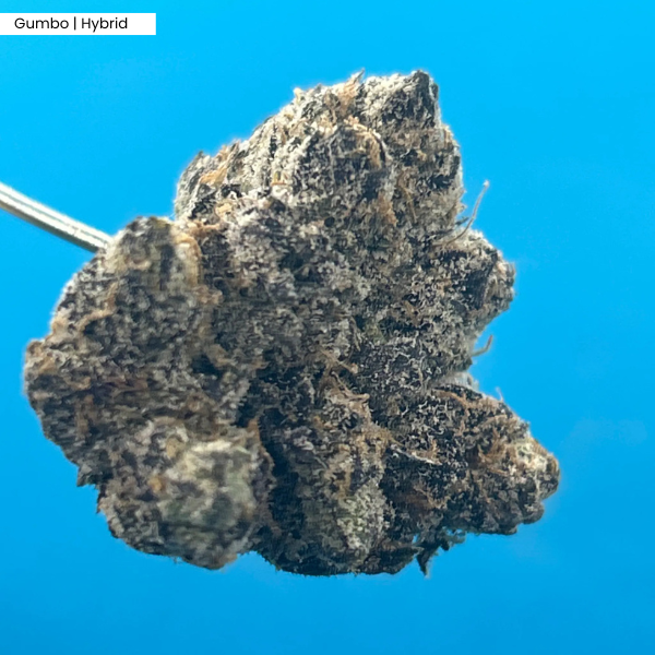 Gumbo _ Product.png