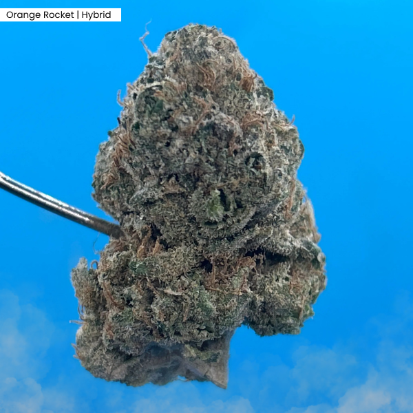 Orange Rocket _ Product.png