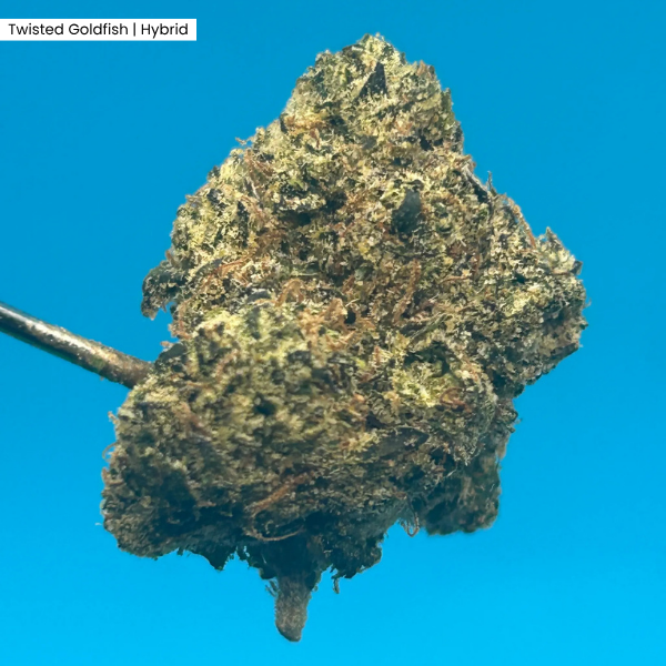 Twisted Goldfish _ Product 1.png