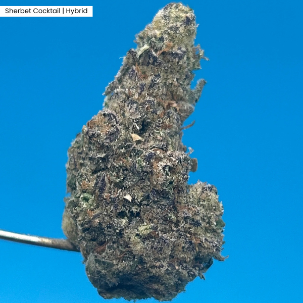 Sherbet Cocktail (2).png