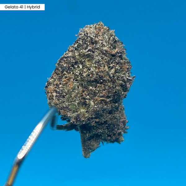 Gelato 41 _ Products.png