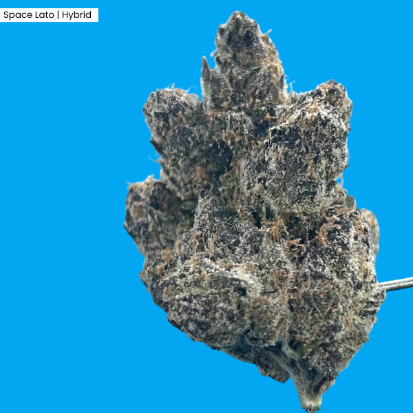 Space Lato _ Product.png