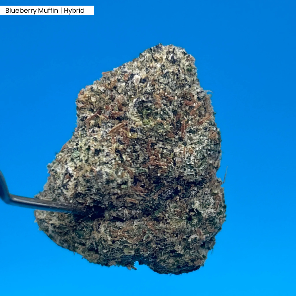 Blueberry Muffin _ Product.png