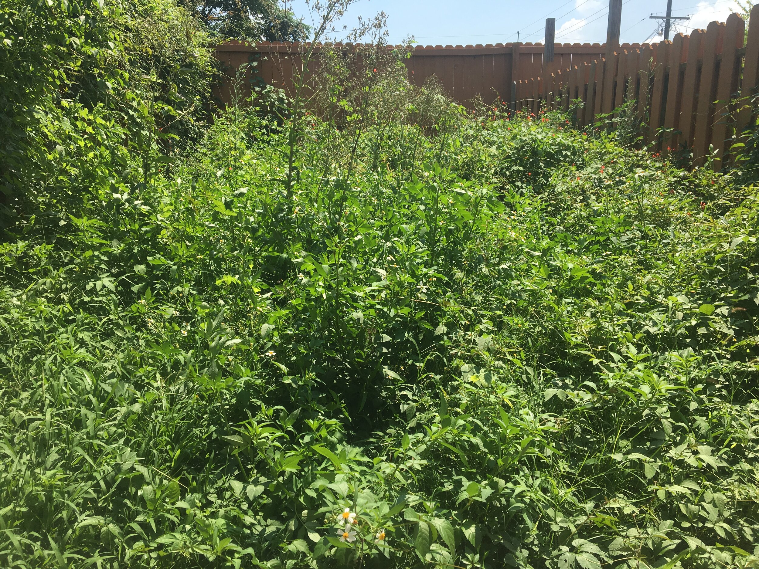 Dirty Nola Landscaping