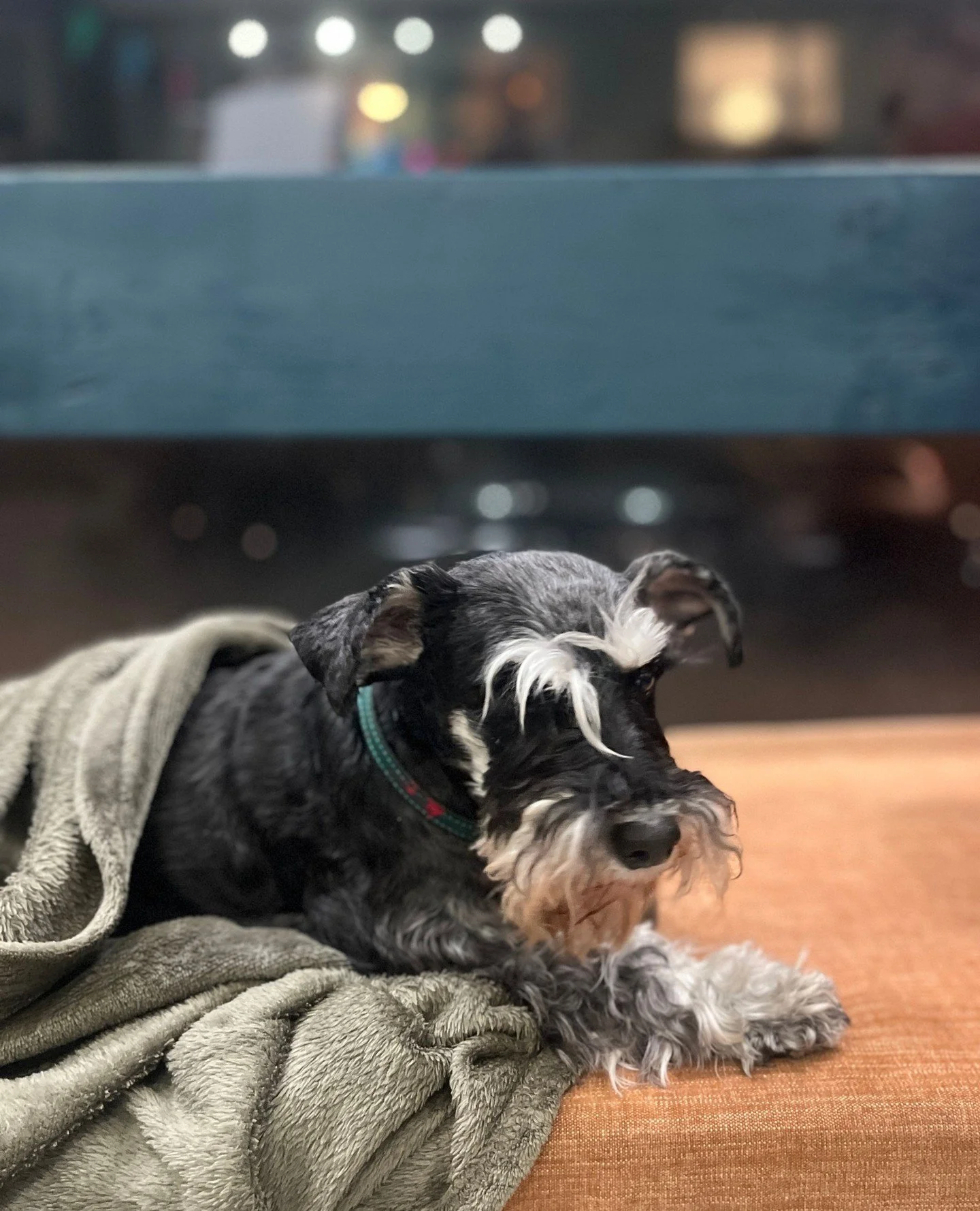 Our studio dog Lexi has done her job for the day!⁠
⁠
#sipandcreatemalmo #paintingevent #artnight #sipandcreate #painting #sipandpaint #malmoart #artinmalmo #kickoff #teambuilding #paintparty #paintingparty #artlab #artlab19