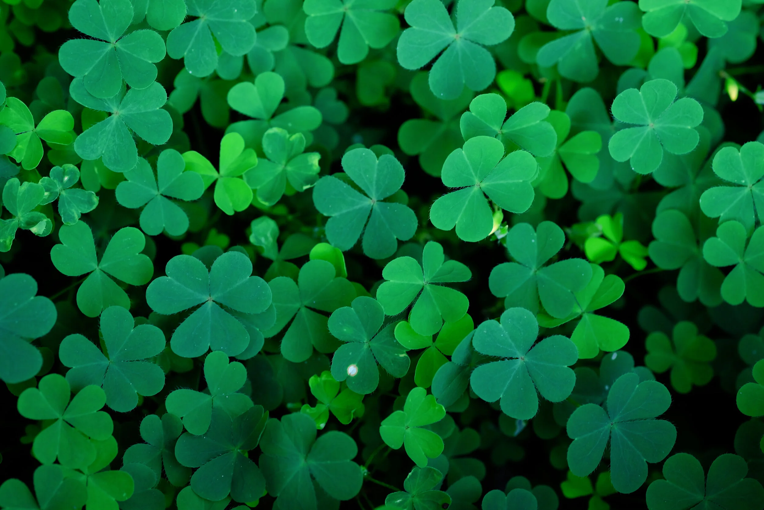 21st Annual Papa Luigi Dinner