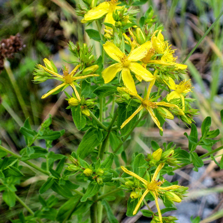 HalfDayRides_Yellow-Flowers.jpg