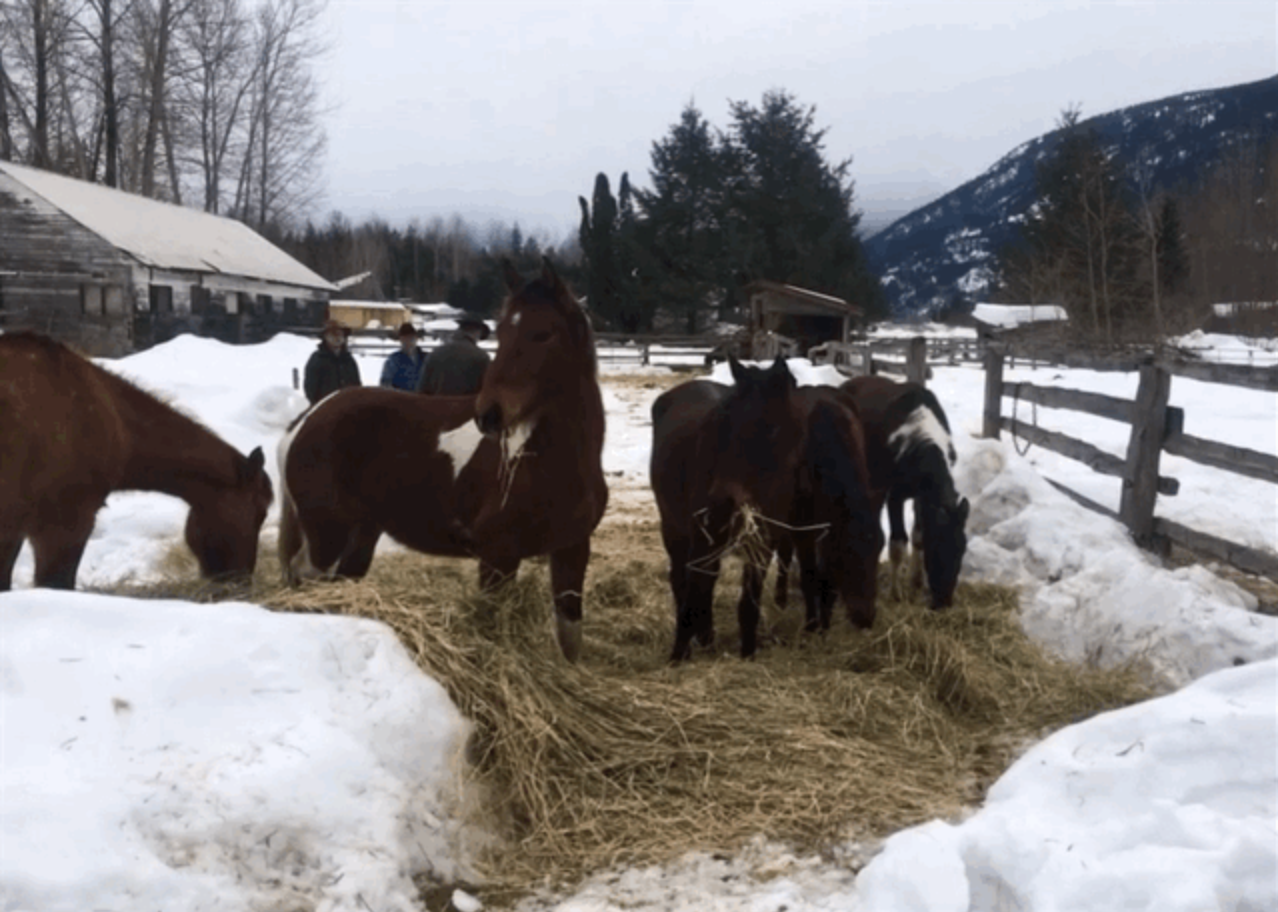 Spring arrivals: 4 new colts join the herd