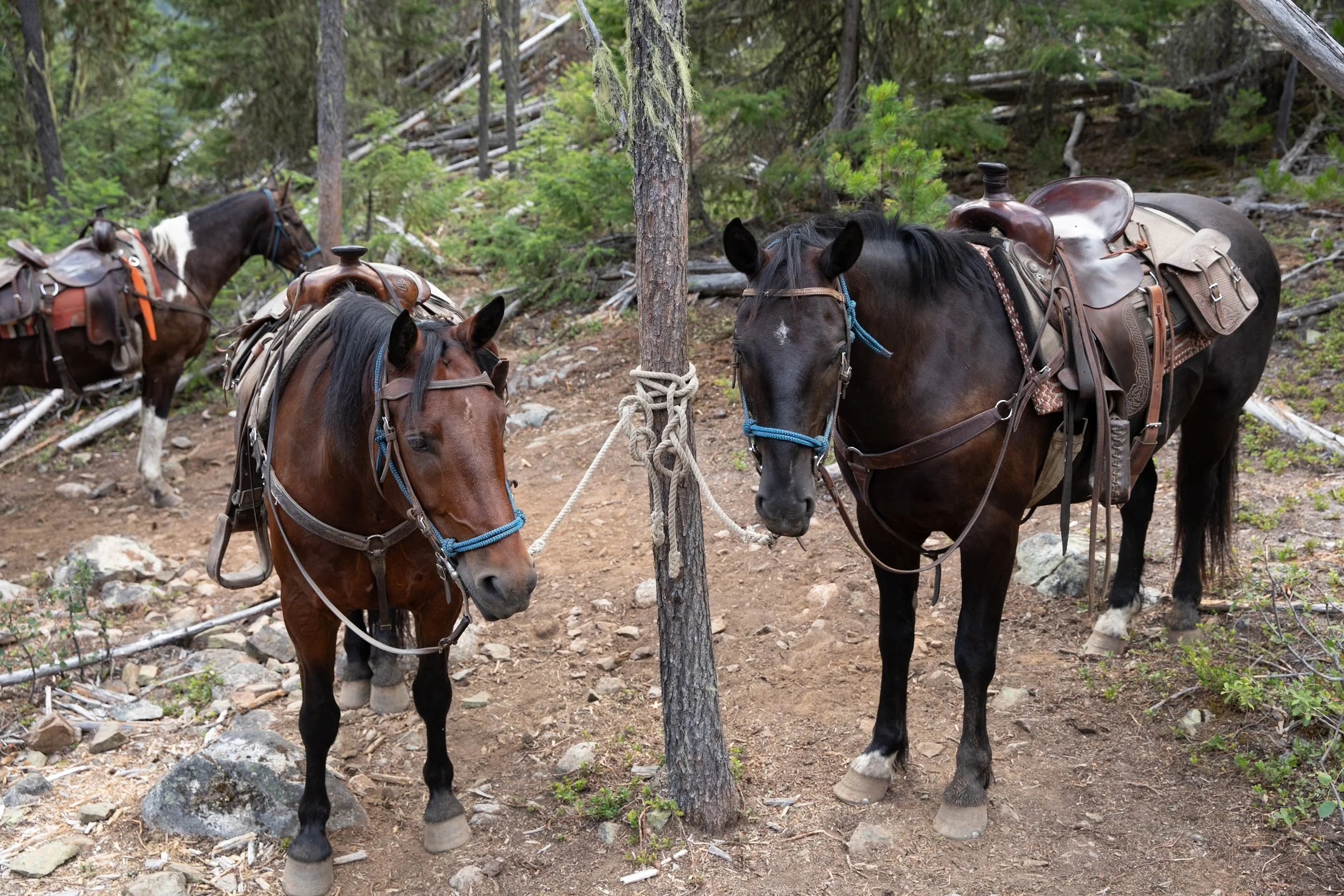 S_Gaul_240723_9939.jpg