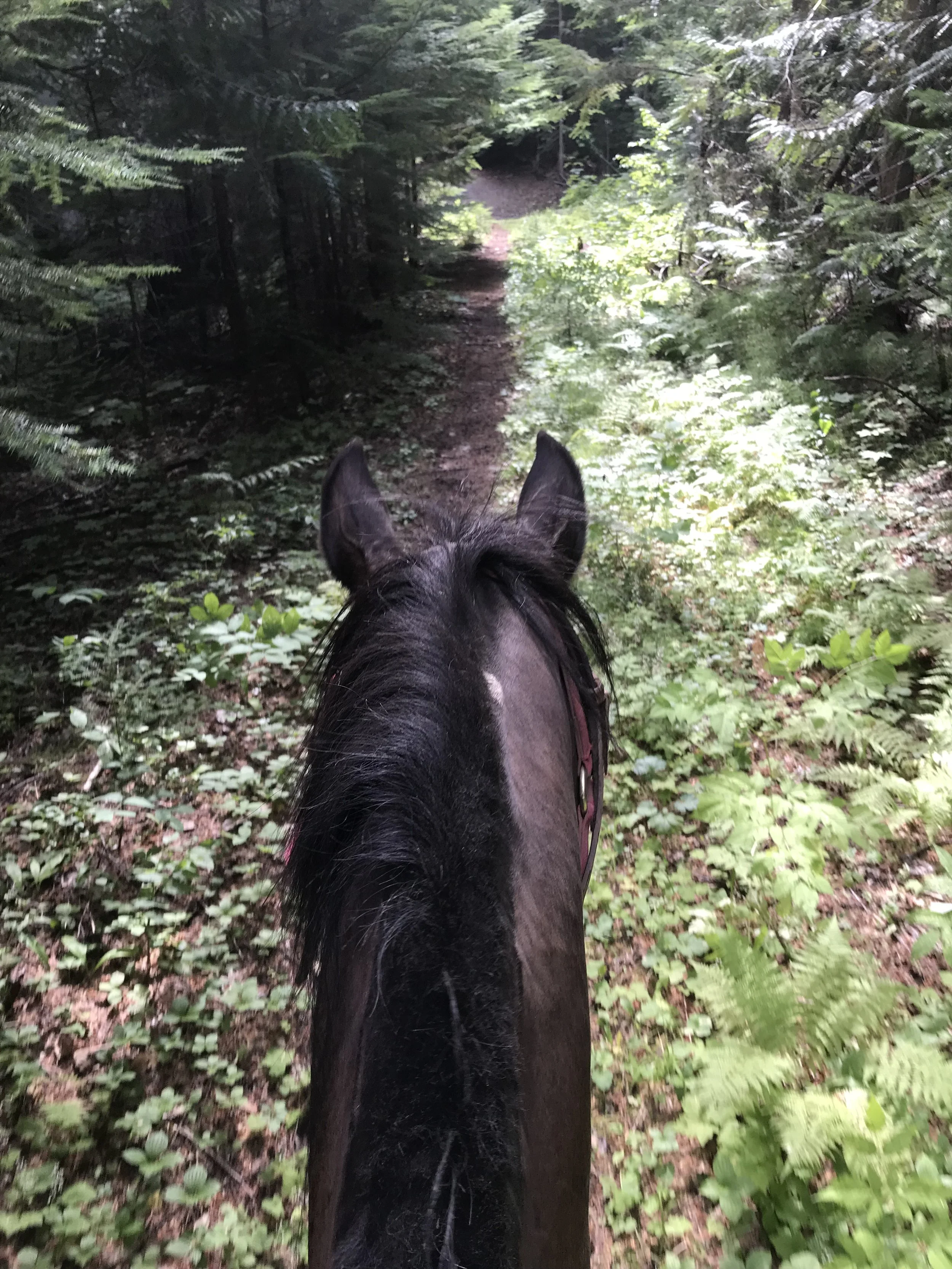 Max leading on Sockeye Trail.jpeg