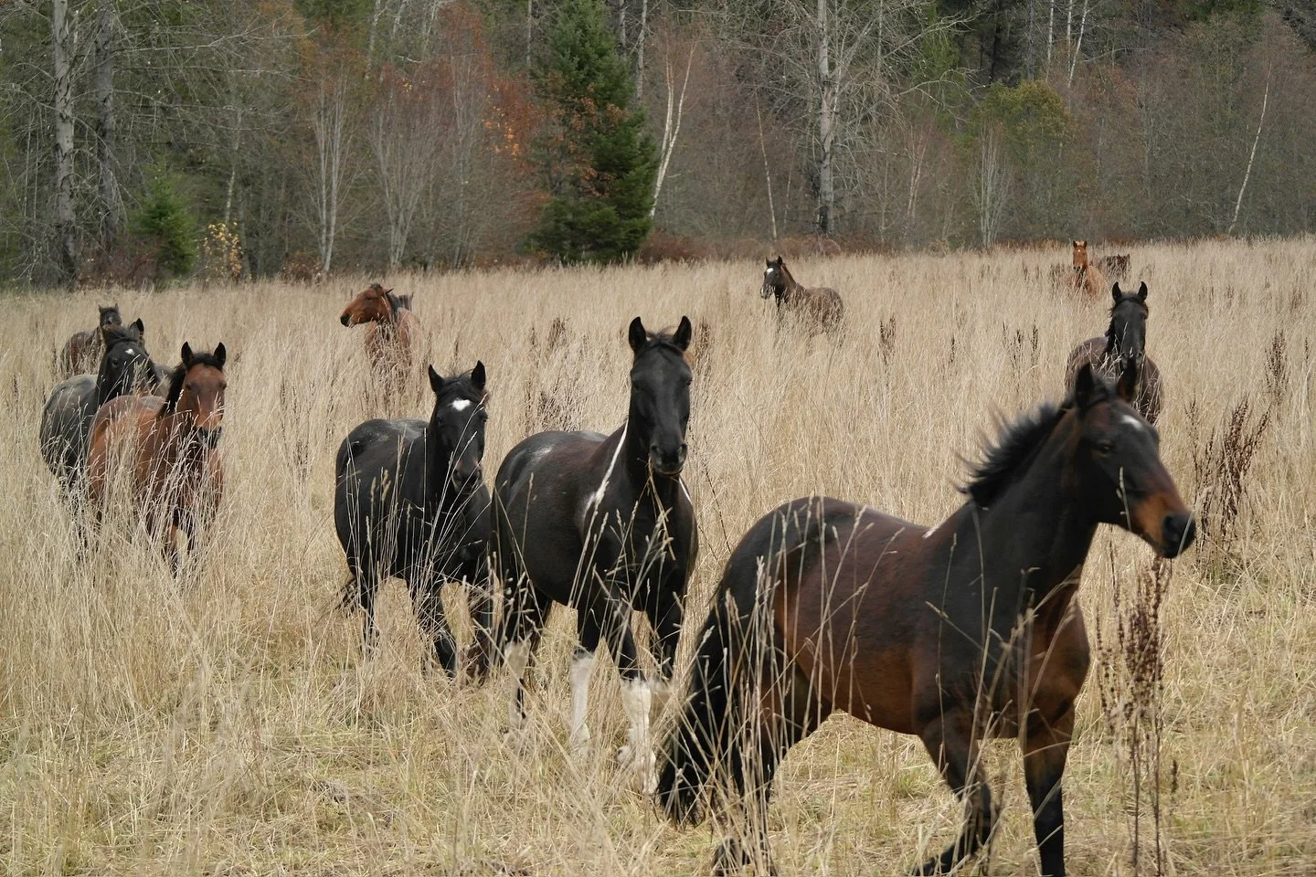 The boys are turned out and loving being on vacation again. After 6 months of hard work, they get 6 months of well deserved rest eating and getting nice and fluffy for the winter.

Images: @izkecc_mtb