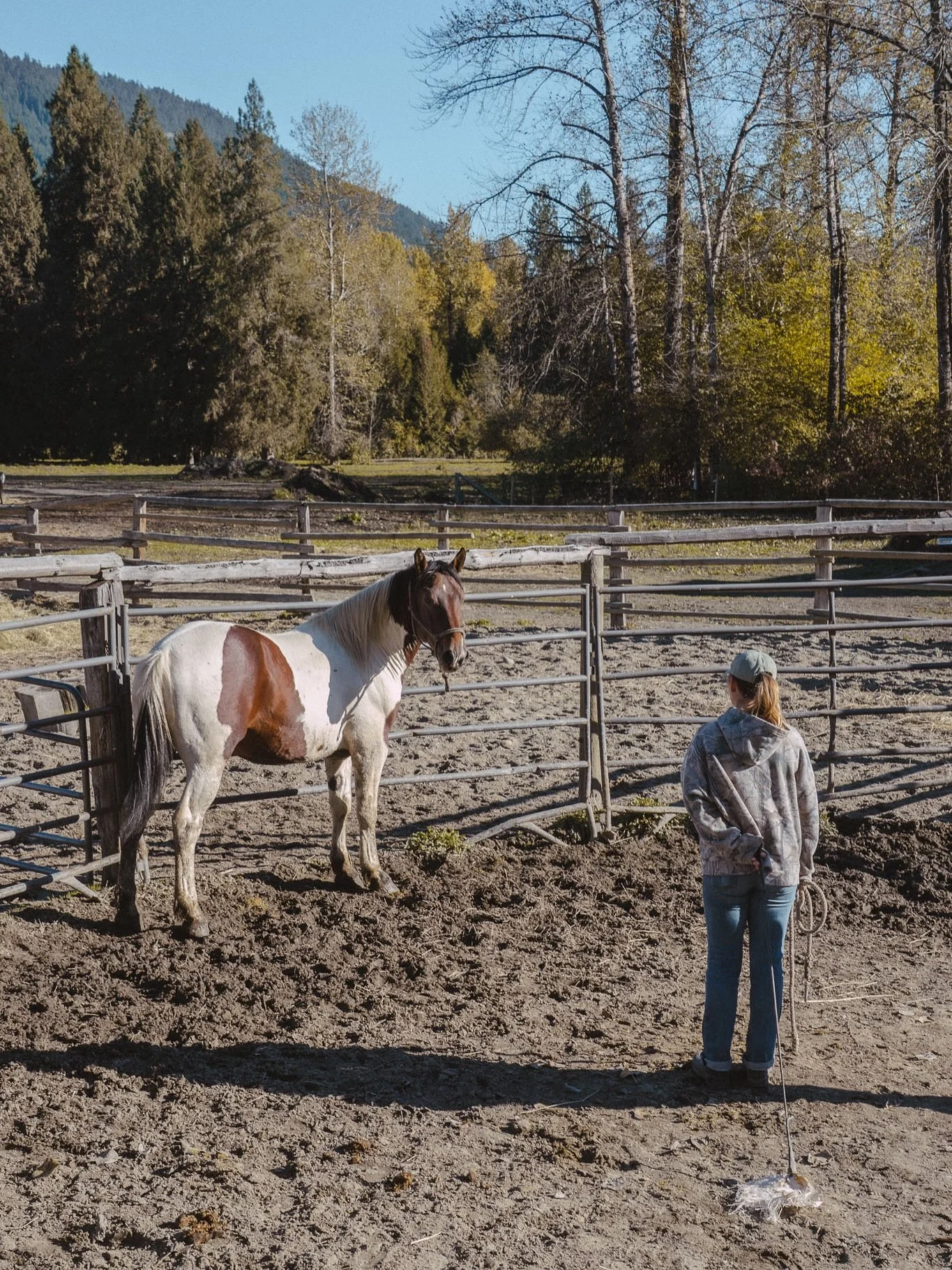 At the end of the season, we welcomed four new older colts from the Mt Currie herd - bringing our training group up to 10 horses, and our herd total to 50! All paints, they&rsquo;re injecting some colour into our predominantly bay group.

They&rsquo;