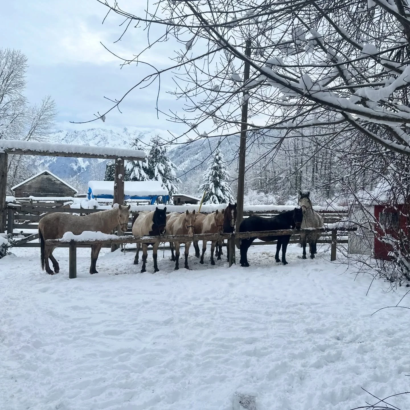 School is in session! The training group are out on a snowy day for some work.

Picture 1: Cash, Ranger, Canvas, Stetson, Pete and Fred
Picture 2: Bandit, Blondie and Onyx