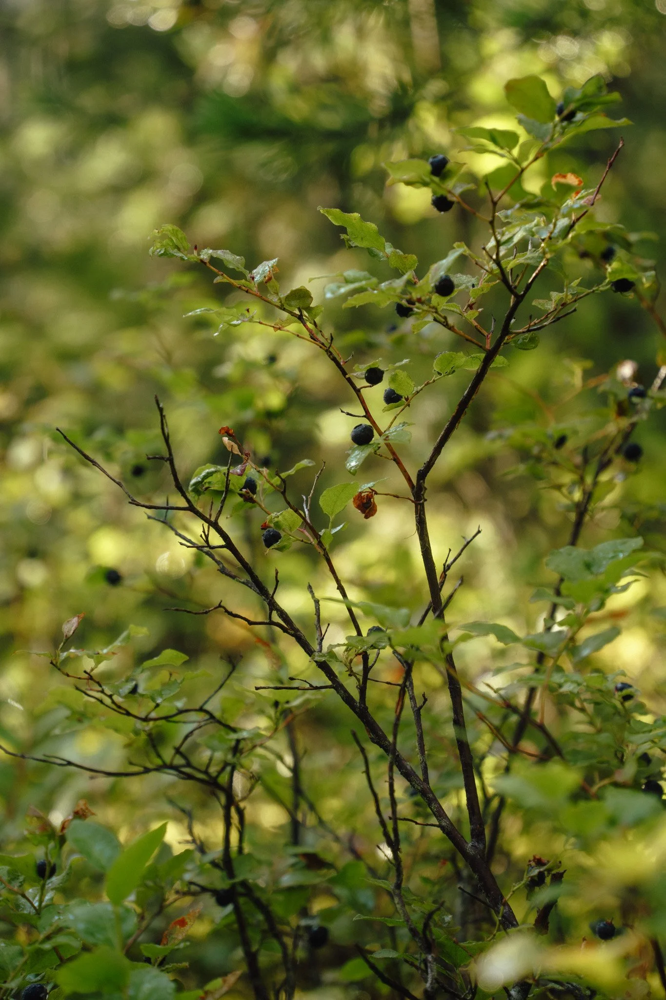 Nquatqua Ride-CCO-NicolaH-43.jpg