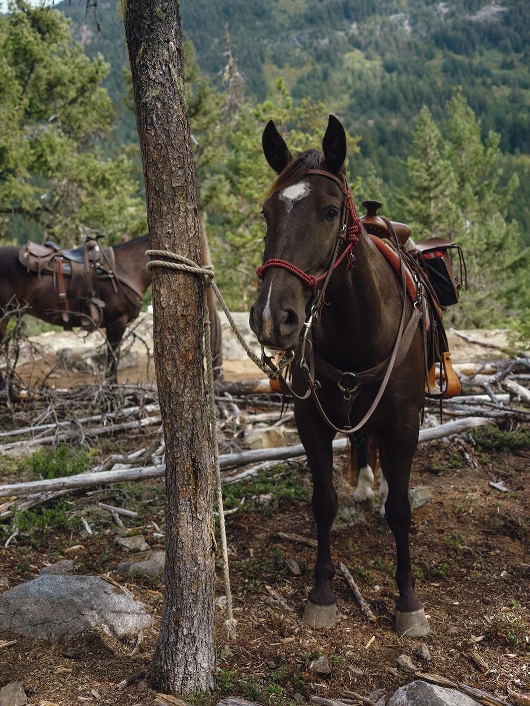 Meet some of the boys | With a herd of around ~45 geldings, primarily from the Mt Currie bloodline, we have a horse to suit just about any kind of rider. From the steady faithfuls that carry our beginners to the livelier personalities that keep exper