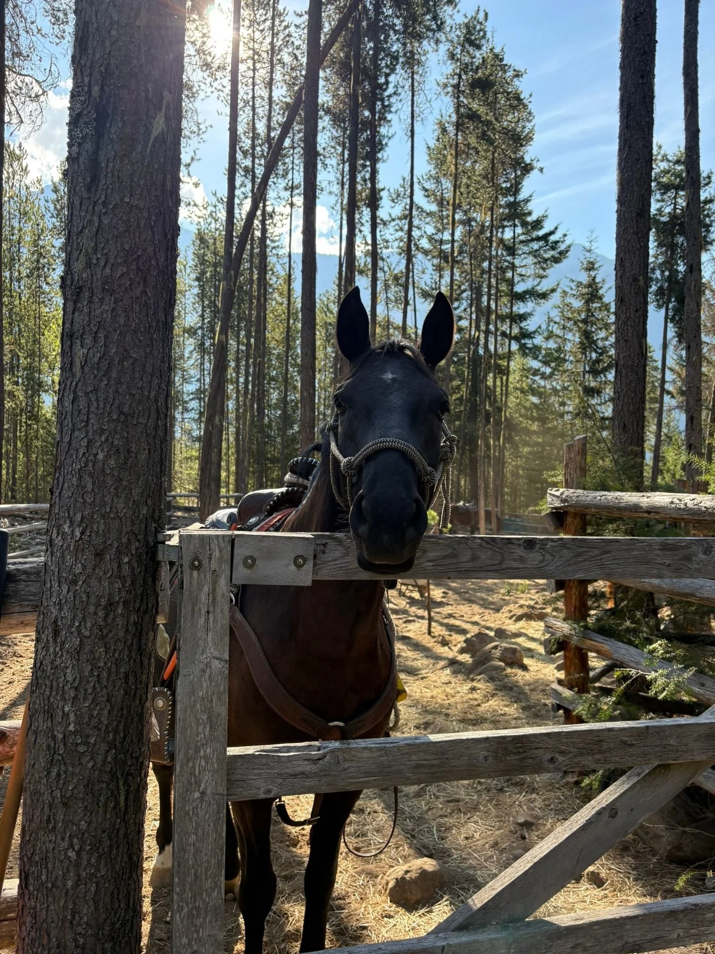 Meet the Boys: Part 2 | Angus, Mickey, Buster, Bingo and Finn

All but Finn make up a core part of our mountain string - strong, dependable, and each with their own unique personalities. Finn, going into his second full working season, is working his
