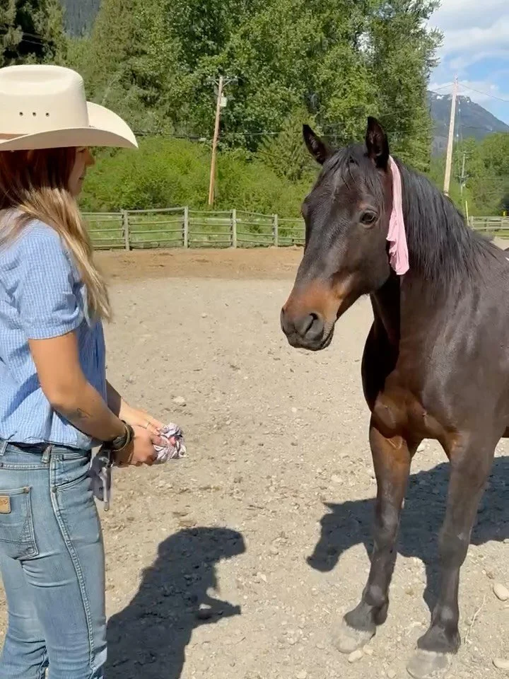 Meet the bays, I mean boys: Part 3 | Pan, Elvis, Pat, and Bert &amp; Ernie.

There&rsquo;s no shortage of bay geldings at the ranch! While some share similar features, they still all have a unique quality and look that is (eventually) evident and eas