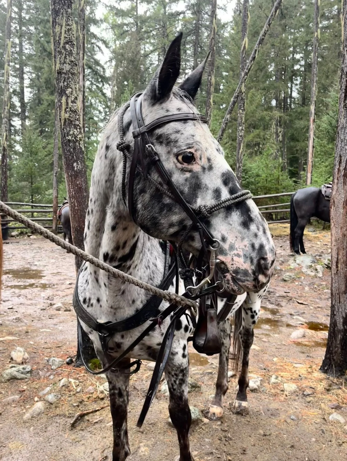 Meet the boys: Part 4 | Caddy (Cadillac), Red, Cliff, Captain and Gus.

It&rsquo;s hard to find a rider that doesn&rsquo;t finish a trip not in love with these guys. They&rsquo;re just perfect 🫶🏻