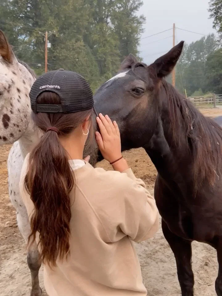 Meet the boys: Part 5 | Biscuit, Lonesome, Rufio and Rocky

The short and sweet group. When you&rsquo;re climbing a mountain it&rsquo;s often preferred! Biscuit has become one of our most reviewed horses (it&rsquo;s hard not to love him), Lonesome is