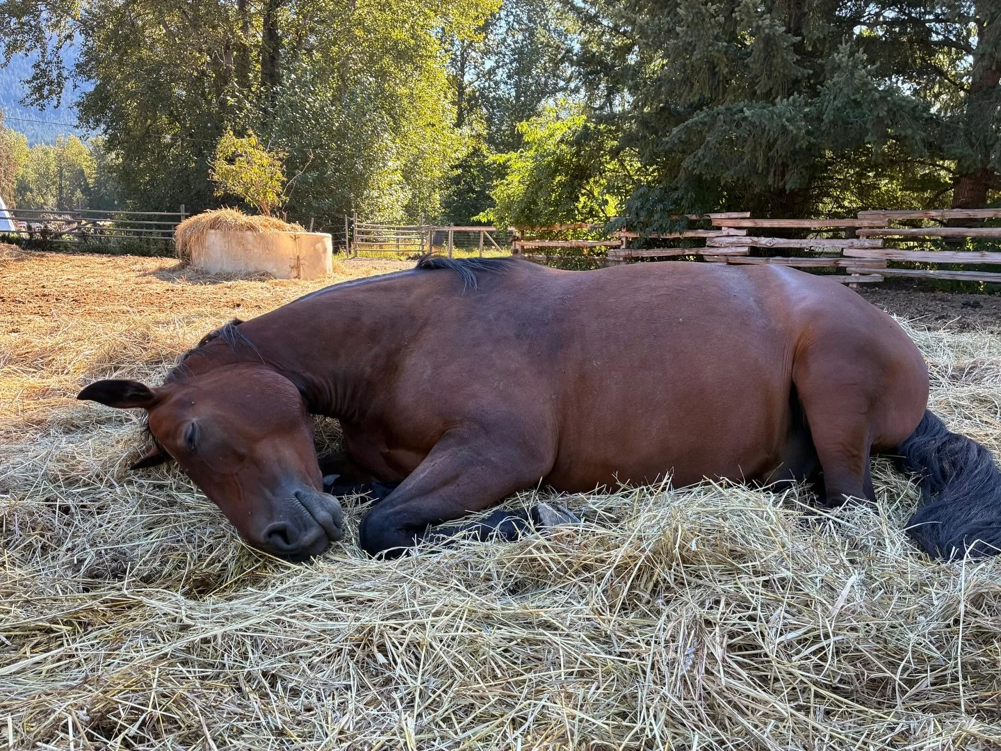 January Mood: rest, take it easy, have lots of naps