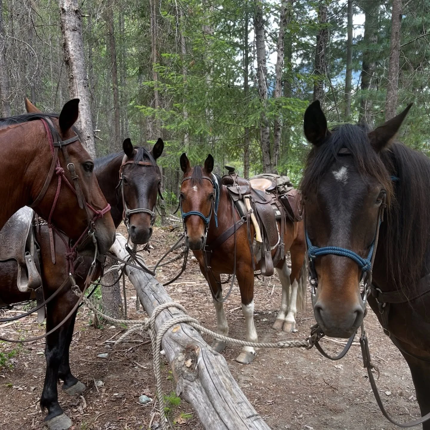 It&rsquo;s hard to believe our winter break is almost over! Only 5 weeks to go before the season begins. If you have been thinking about booking, here&rsquo;s what to expect when considering when to visit:

&bull; April &amp; May 🏔️🌿💧
Cool temps, 