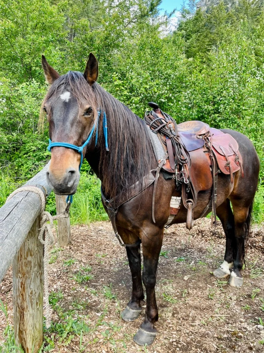 Mickey, a Copper Cayuse Outfitters horse with a long flowing mane