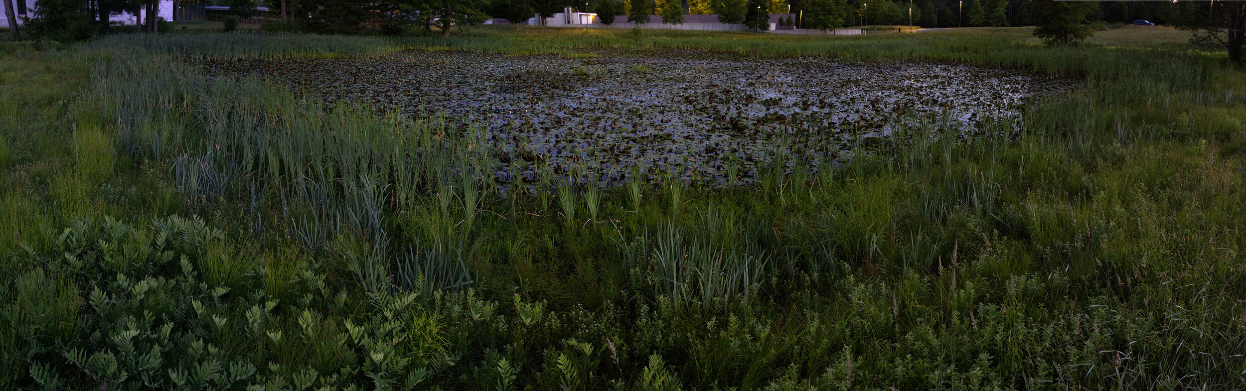 Stone Hill Lily Pond #7, Solstice Dawn