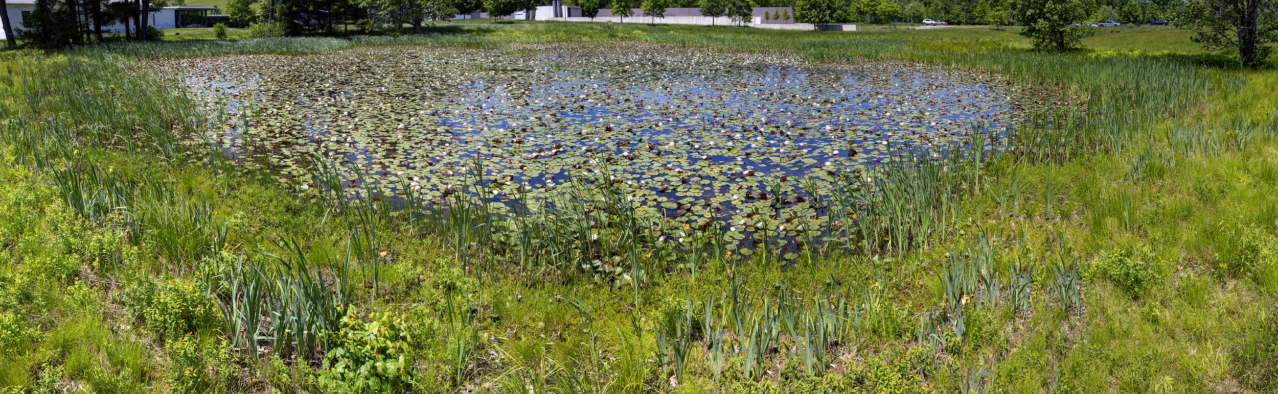 Stone Hill Lily Pond #6