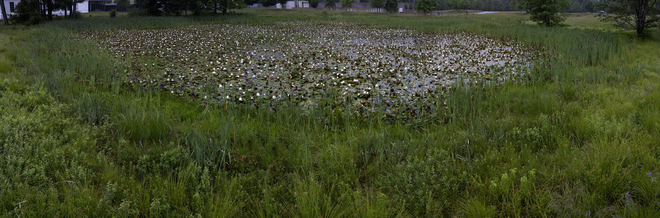 Stone Hill Lily Pond #8, Summer Rain