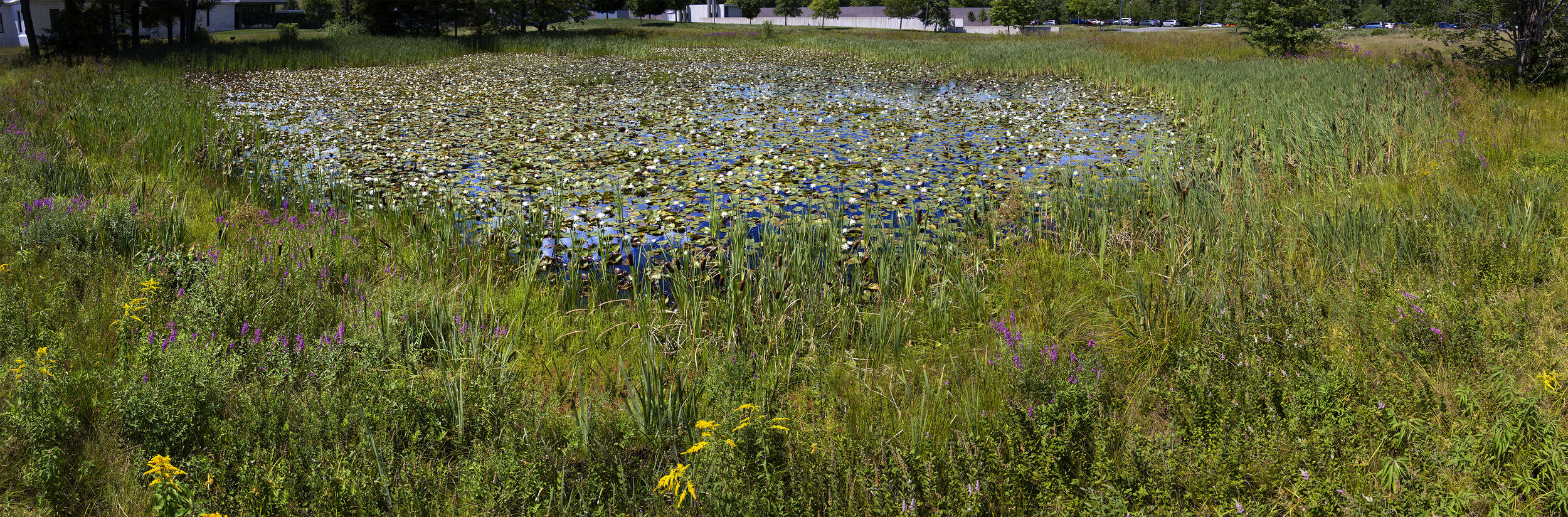 Stone Hill Lily Pond #11, August Noon