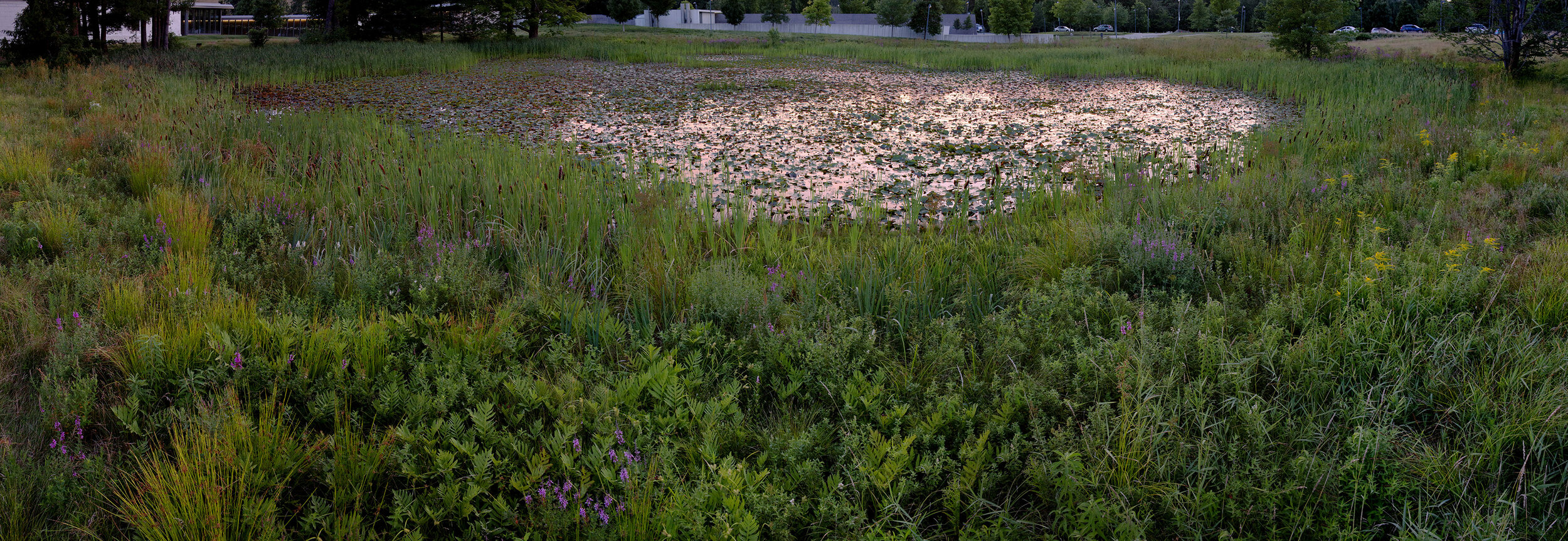 Stone Hill Lily Pond #10, Summer Evening