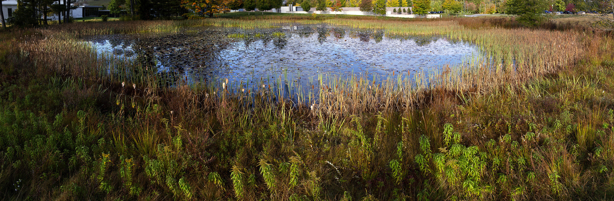 Stone Hill Lily Pond #13, October Morning