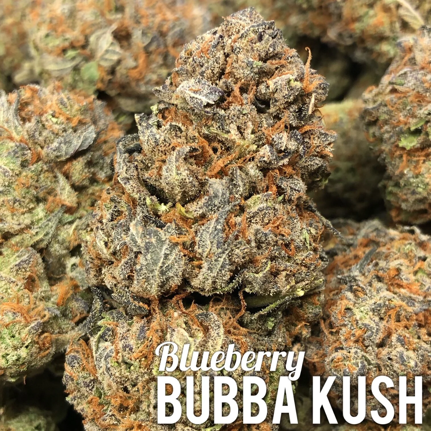Blueberry Bubba Kush