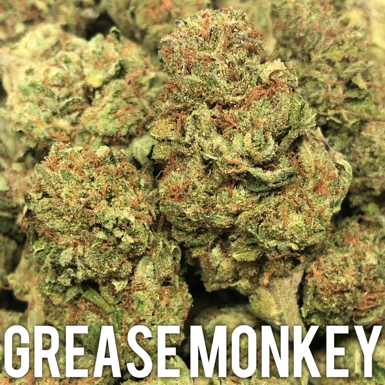 Grease Monkey