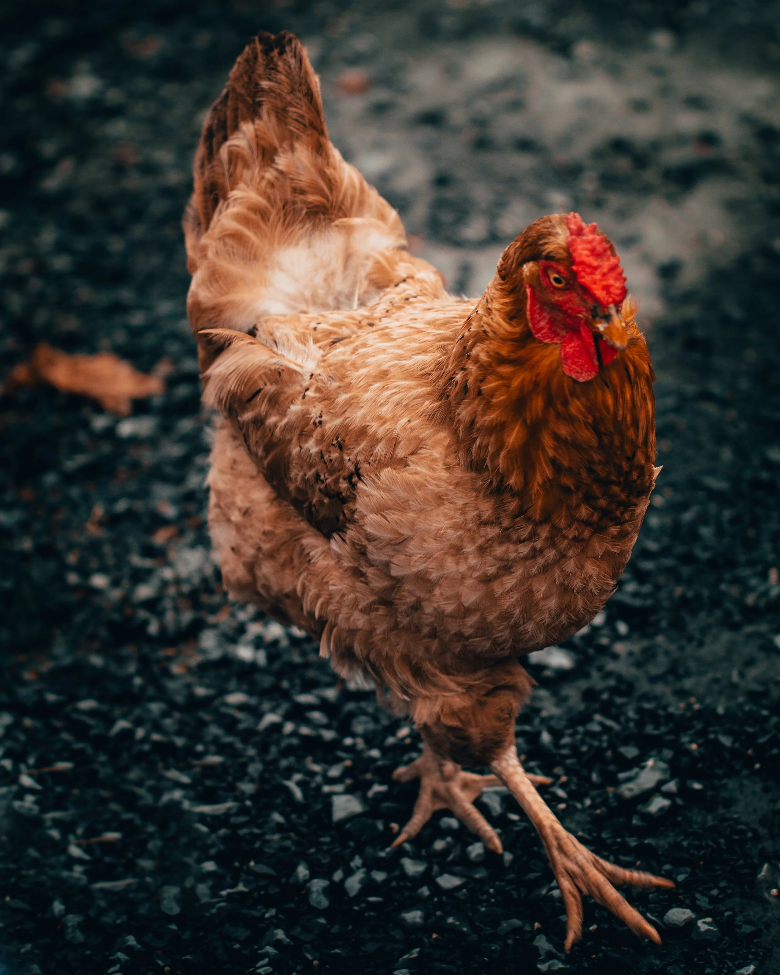 chicken.jpg