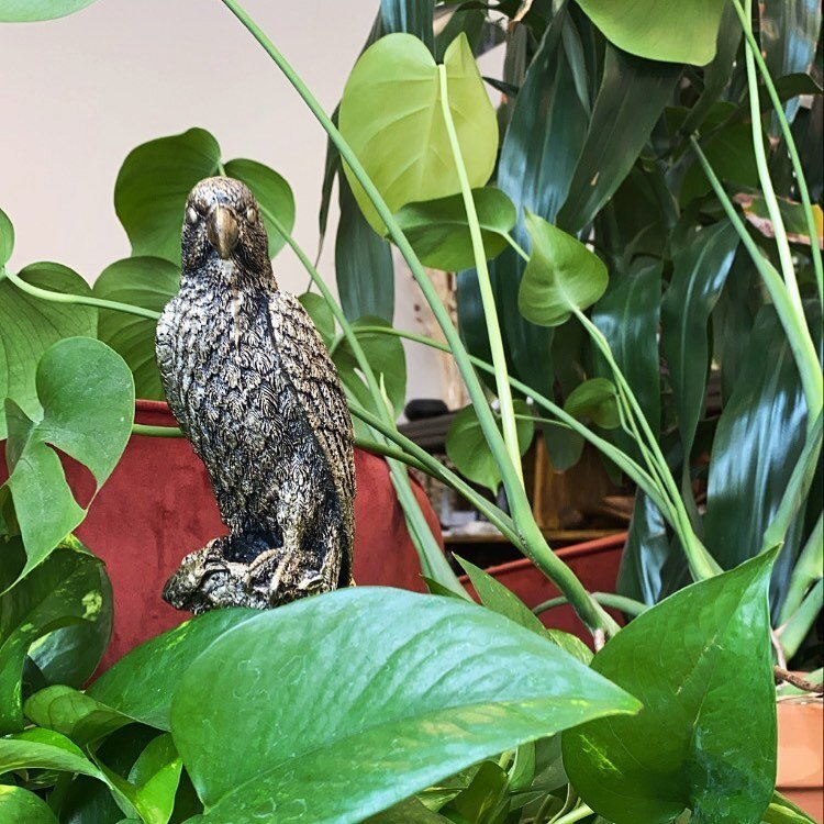 Them: plants are for the birds
Us: 🍃*chirp🦜chirp*🍃
&bull;&bull;&bull;
But really, other than being absolutely beautiful Plants can purify the air, produce oxygen, reduce stress and are perfect to create a sense of well being in your own Habitat. 

