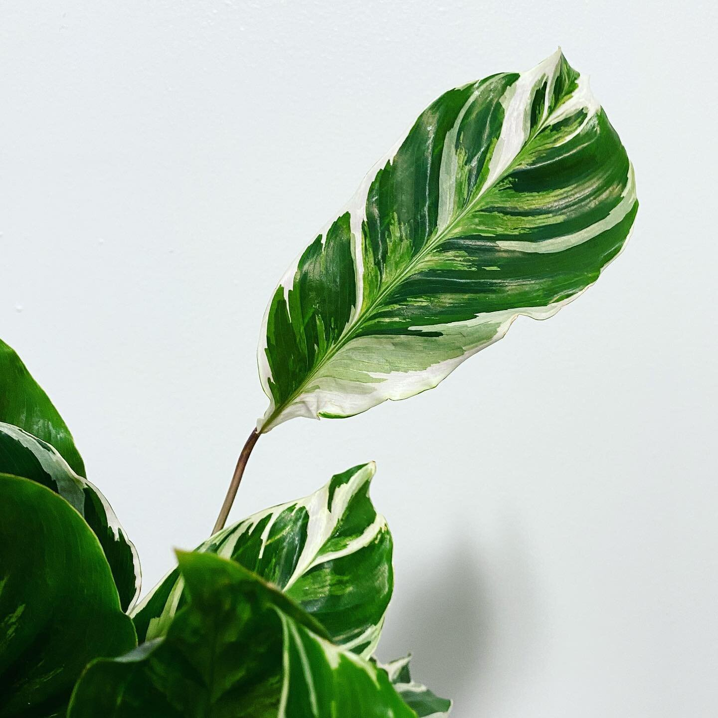 🌱It&rsquo;s ok to stand out from the crowd 🌿
🙌🏽You&rsquo;re just reaching for the shine you deserve☀️ 
&bull;&bull;&bull;&bull;&bull;
#grandrising #calatheawhitefusion #plantsinLapuente #habitatplants #beautyinallforms #naturalbeauty #beautyybien