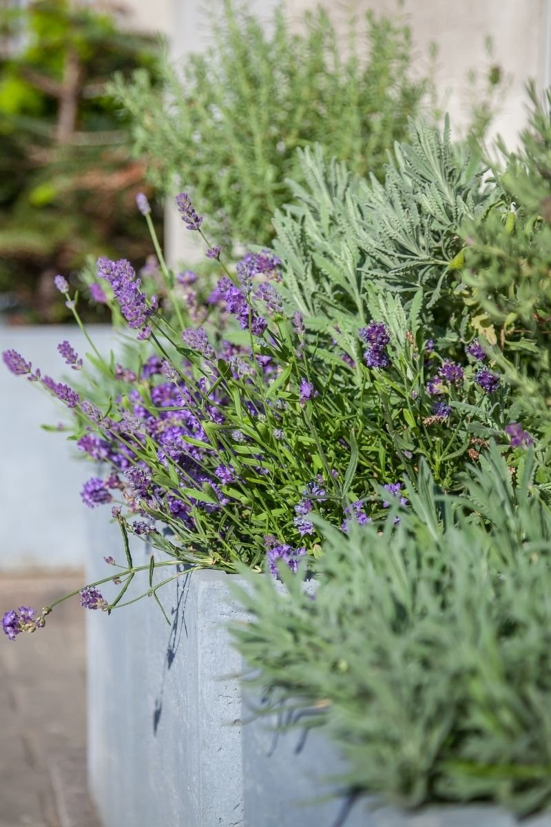 Modern concrete containers with lavender and sage illustrating that plant selection follows garden design planning decisions.