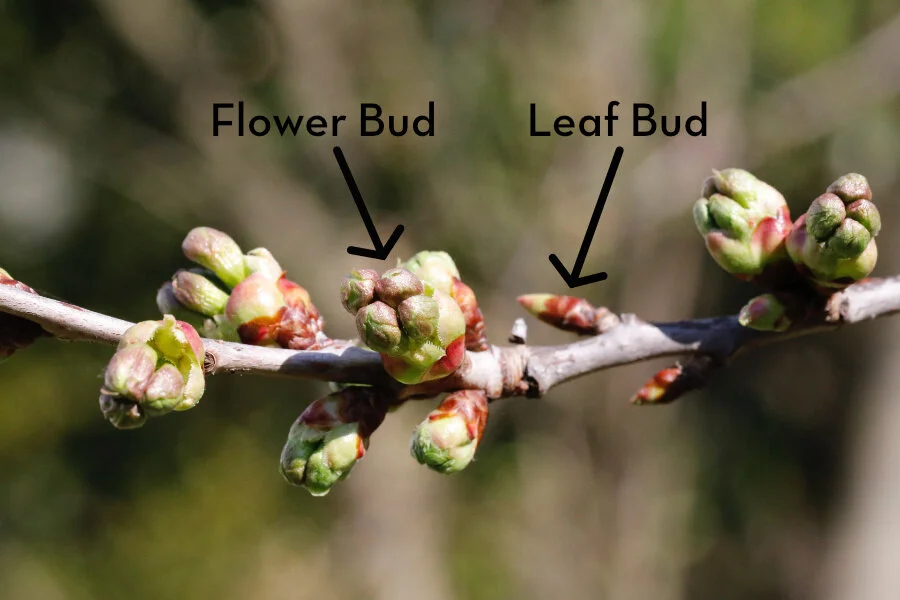 How to force spring flowering branches to bloom indoors during winter