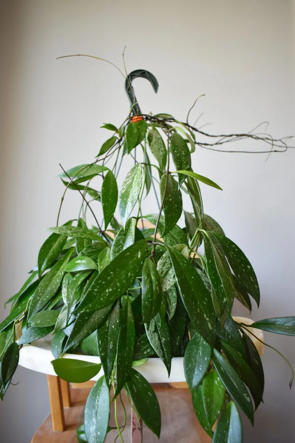 Diy Trellis For Climbing Indoor Potted Plants Greenhouse Studio