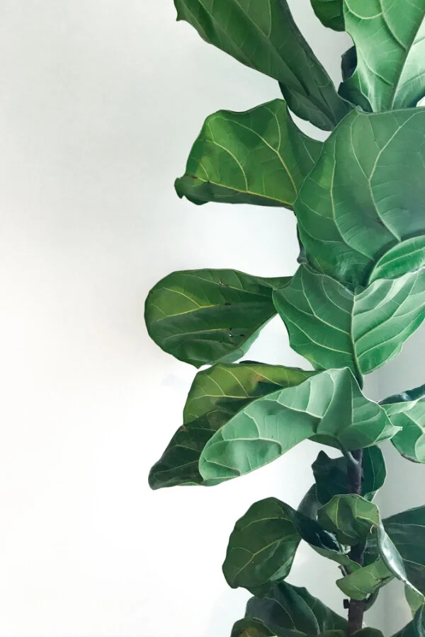 A non-branching fiddle leaf fig (aka Ficus lyrata). Pruning or notching will produce branching and turn it into a tree with a bushy canopy. Source |    Kara Eads    via    Unsplash