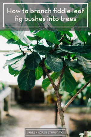 fiddle-leaf-fig-prune-bush-branch-tree.jpg