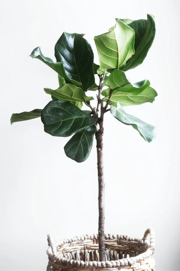 Small, branching fiddle leaf fig tree. Source |  Lauren Mancke  on  Unsplash
