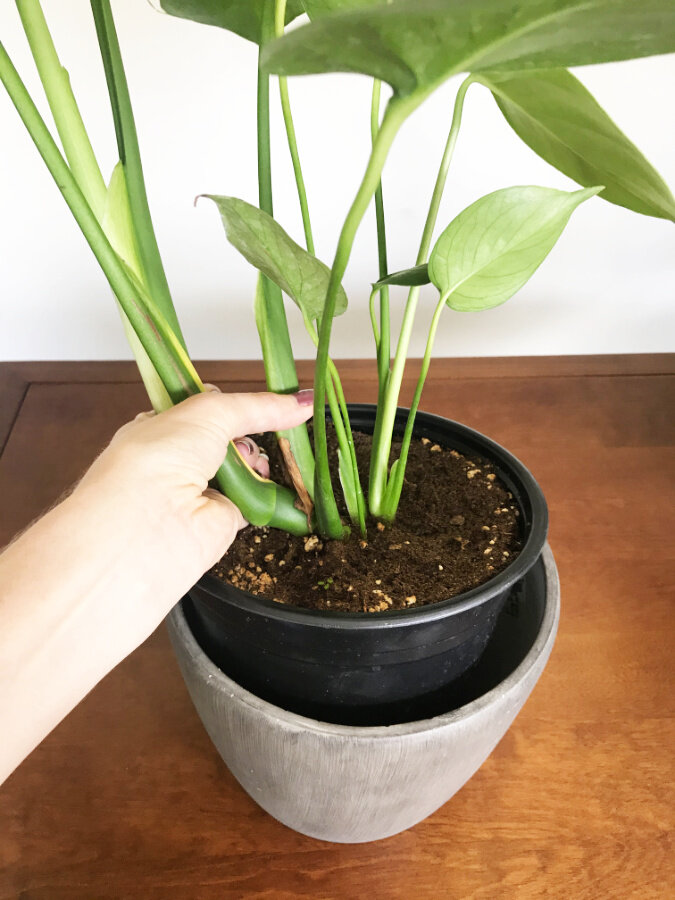 Осушіть горщики з рослинами в приміщенні