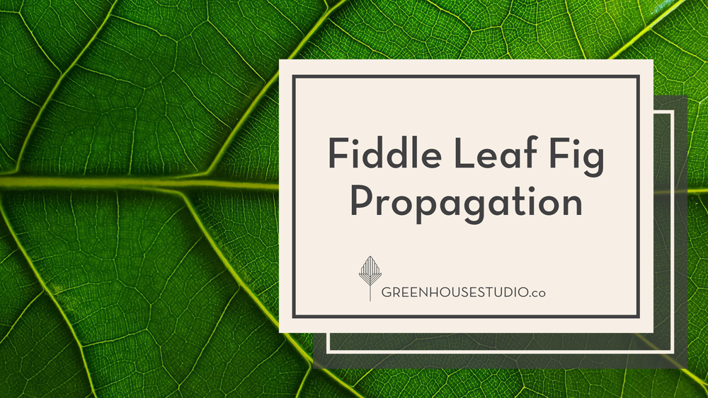 How to propagate & root fiddle leaf figs - 3 methods reviewed  Greenhouse  Studio