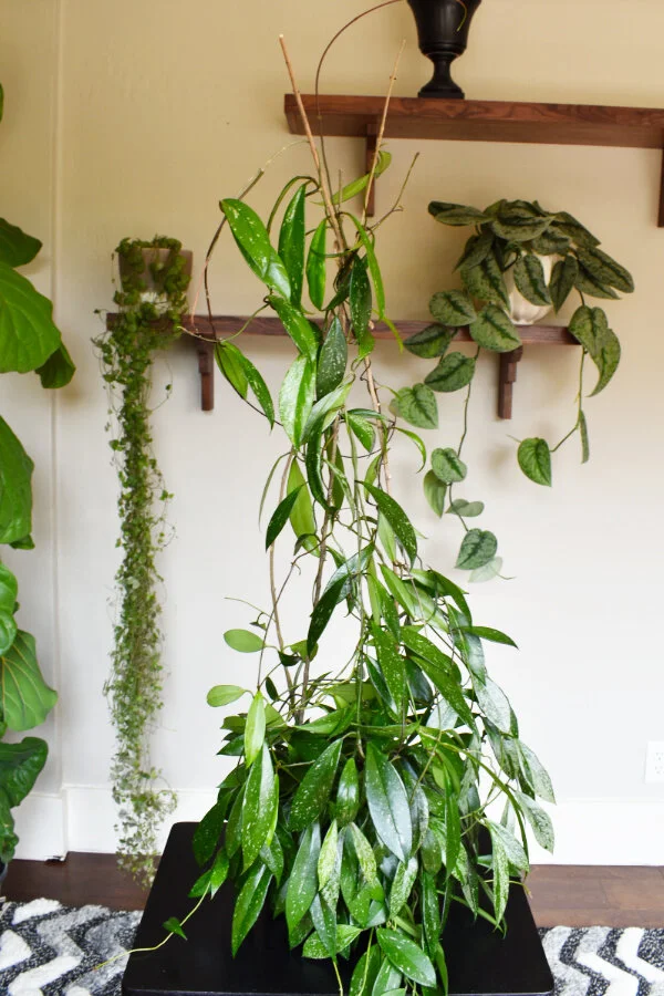 Diy Trellis For Climbing Indoor Potted Plants Greenhouse Studio