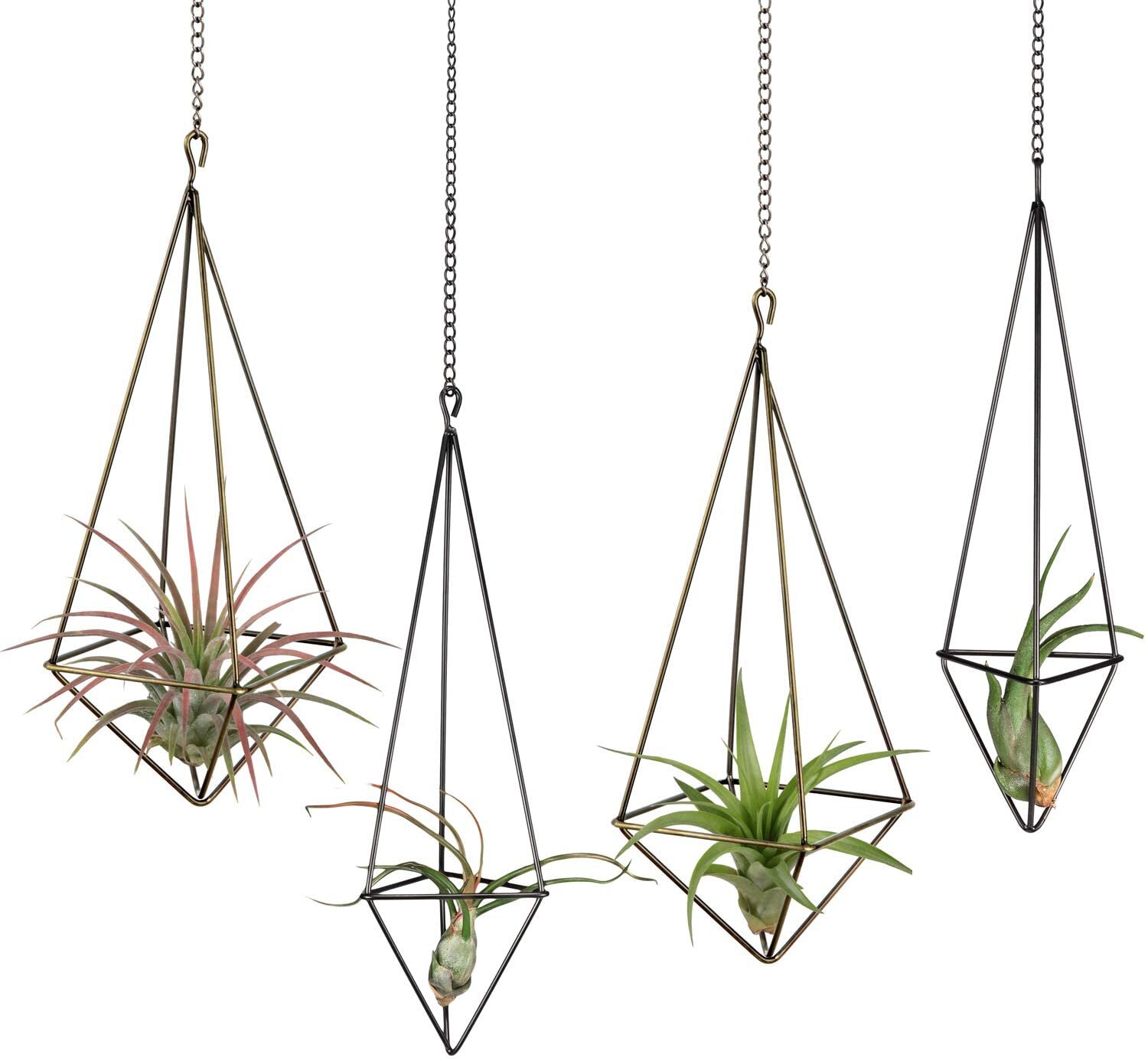 Metal geometric air plant displays hanging from chain mounted